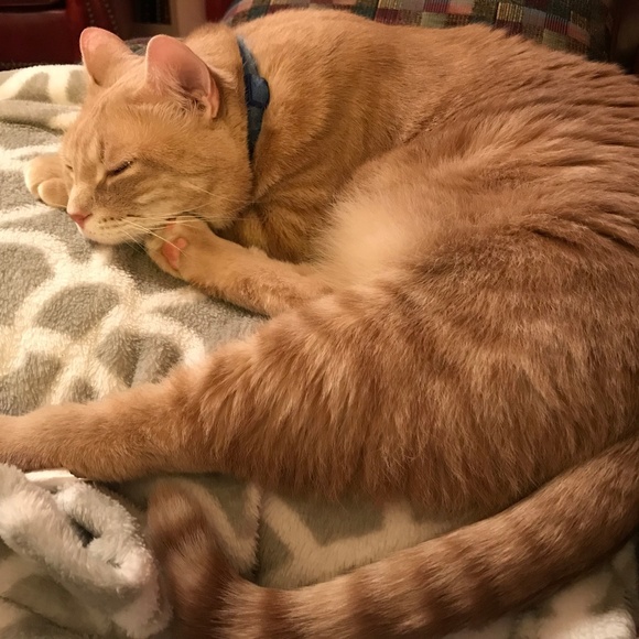 Meet your Posher, Addie - Picture 4 of 8